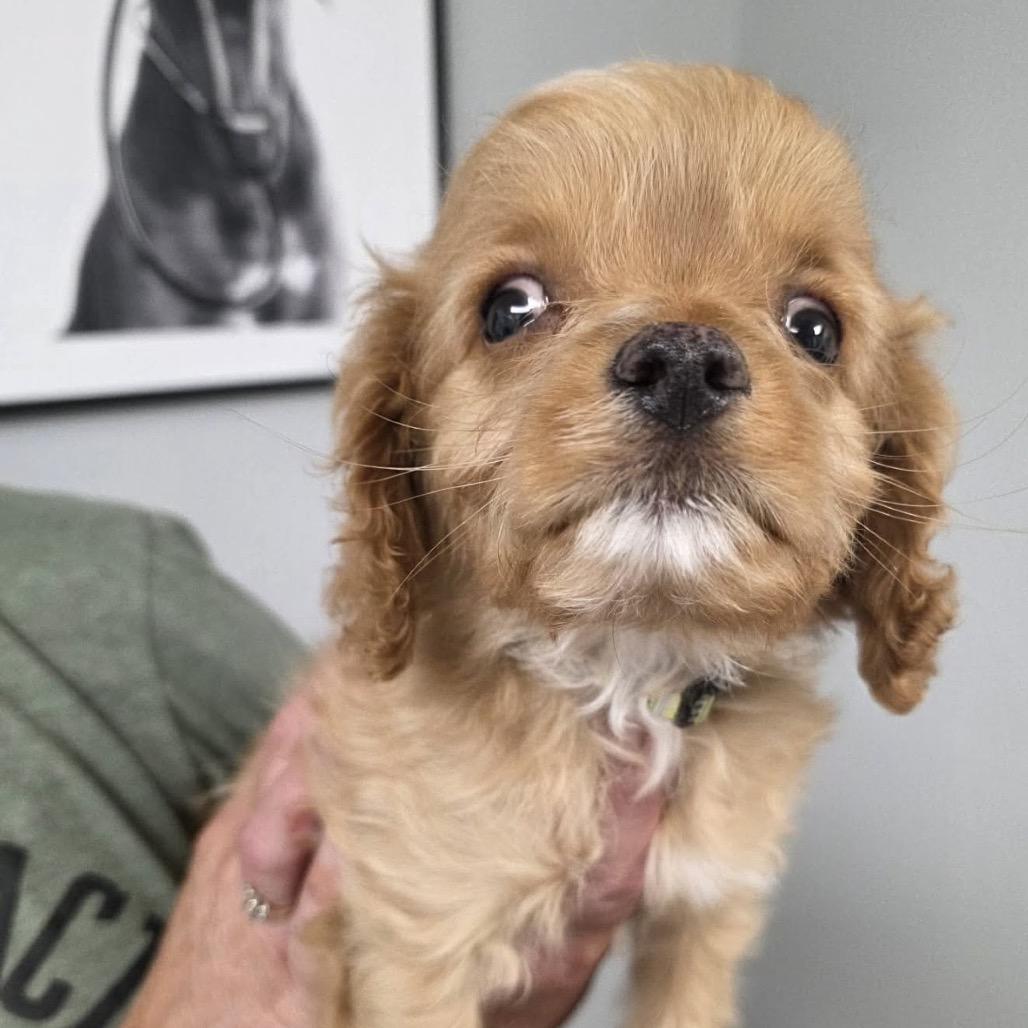 Einstein, Adoptable, Puppy Male Cavalier King Charles Spaniel & Miniature Poodle.