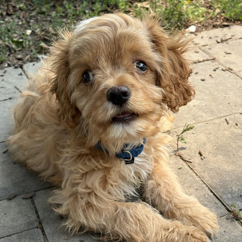 Einstein, a Adoptable mixed breed in Sinking Spring, PA image 4/6
