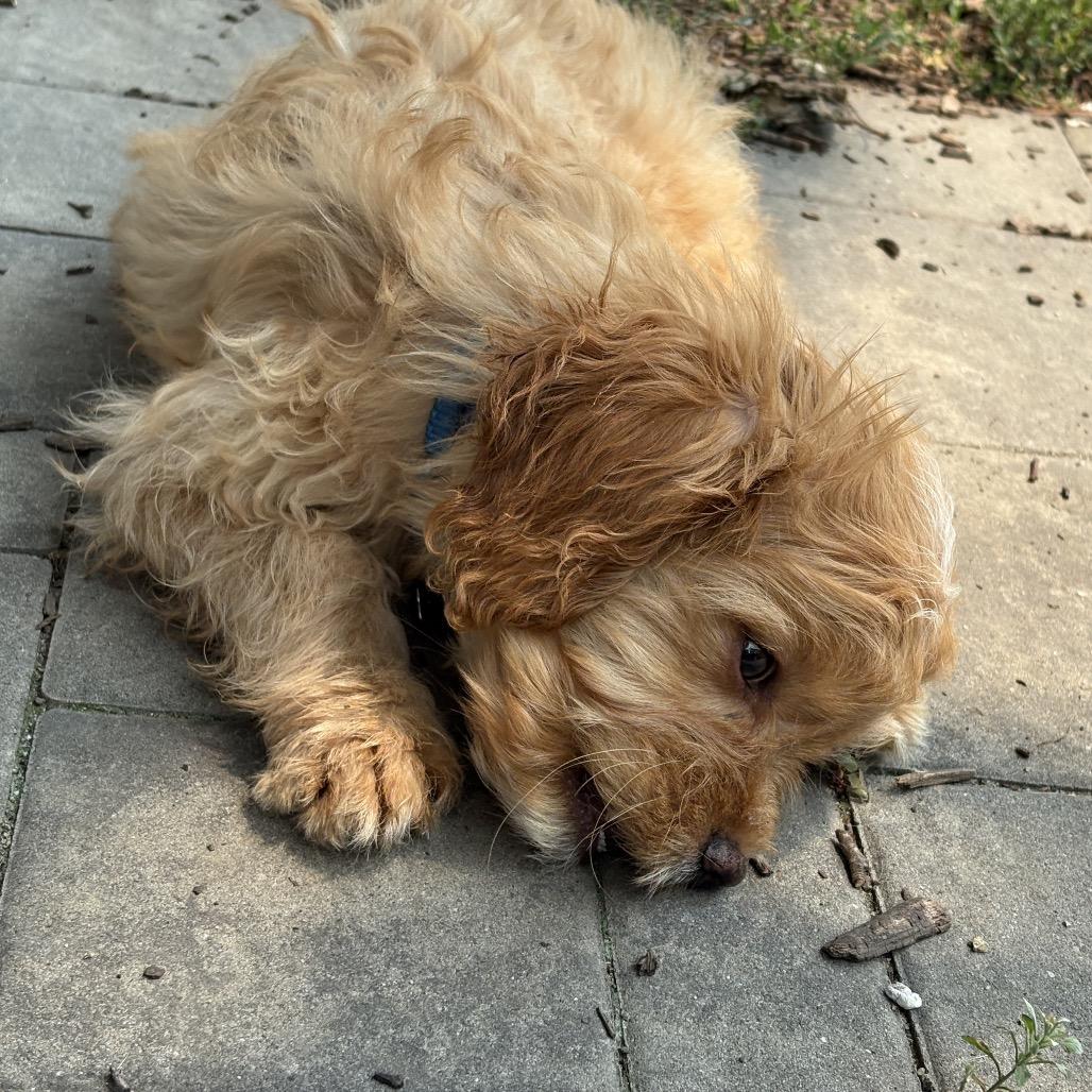 Einstein, a Adoptable mixed breed in Sinking Spring, PA image 5/6