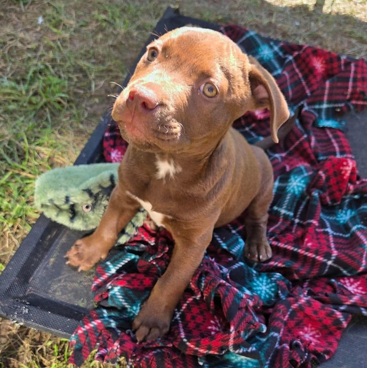 Enlarge Casper, a Adoptable mixed breed in Kentwood, MI image 1/6