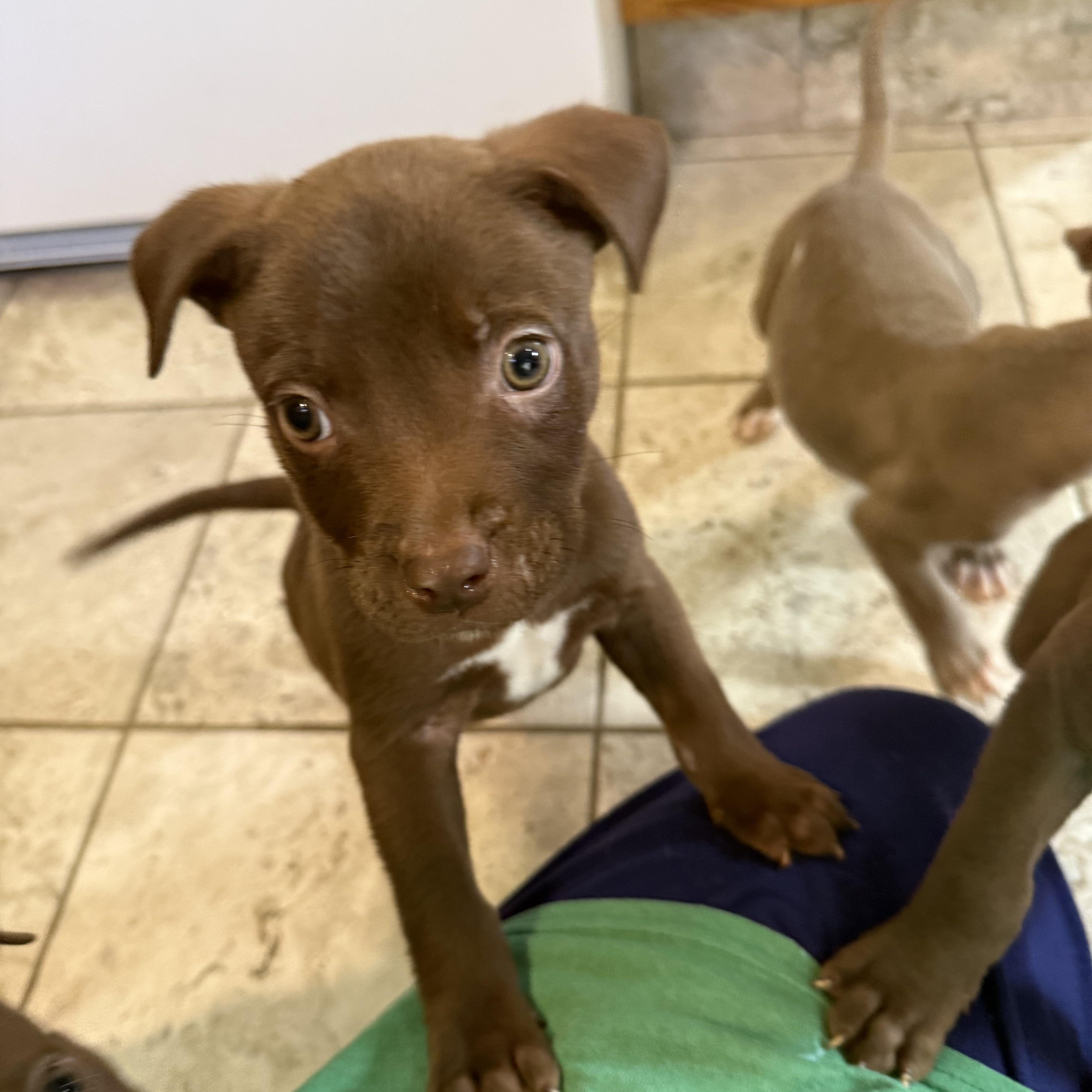 Enlarge Casper, a Adoptable mixed breed in Kentwood, MI image 3/5