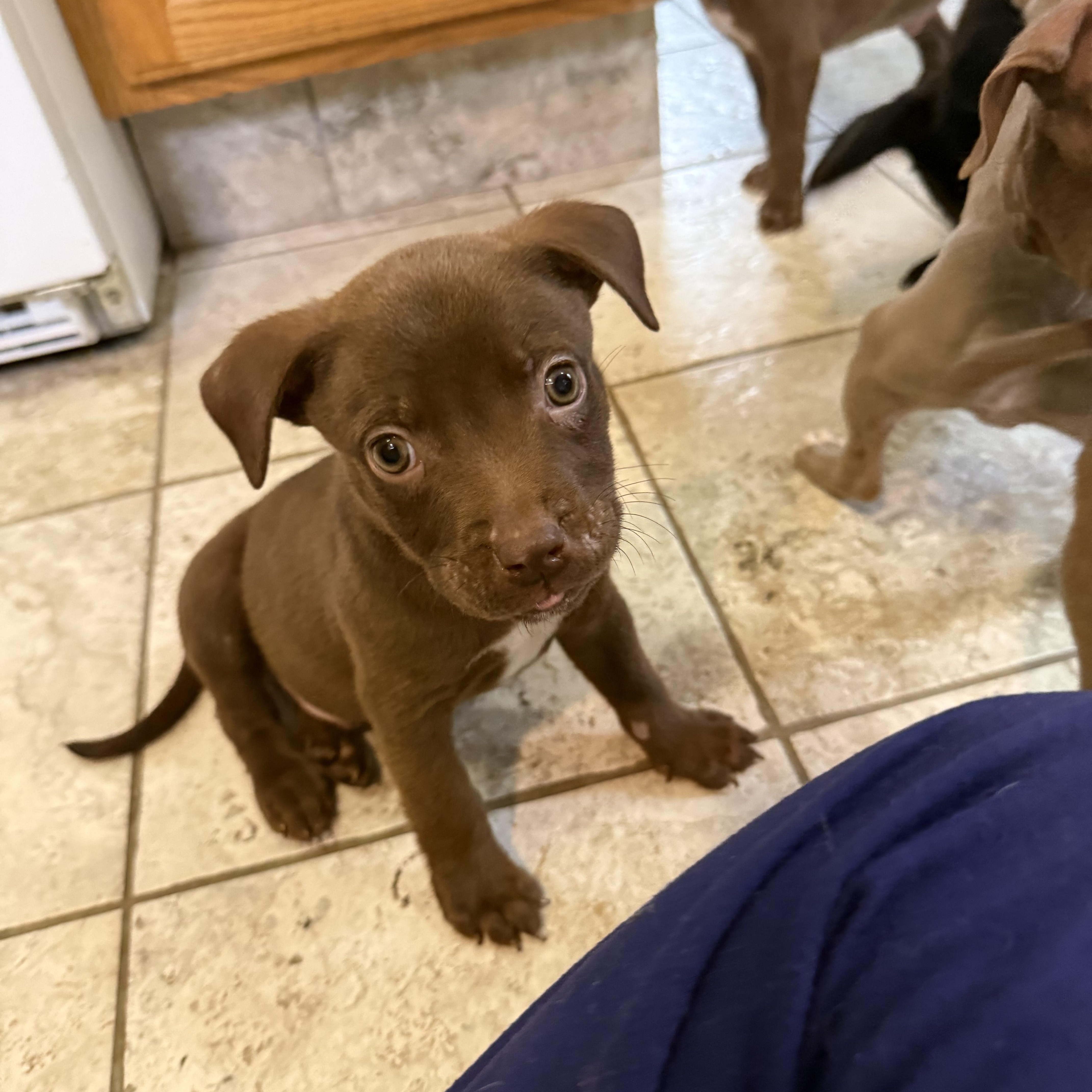 Enlarge Casper, a Adoptable mixed breed in Kentwood, MI image 2/5