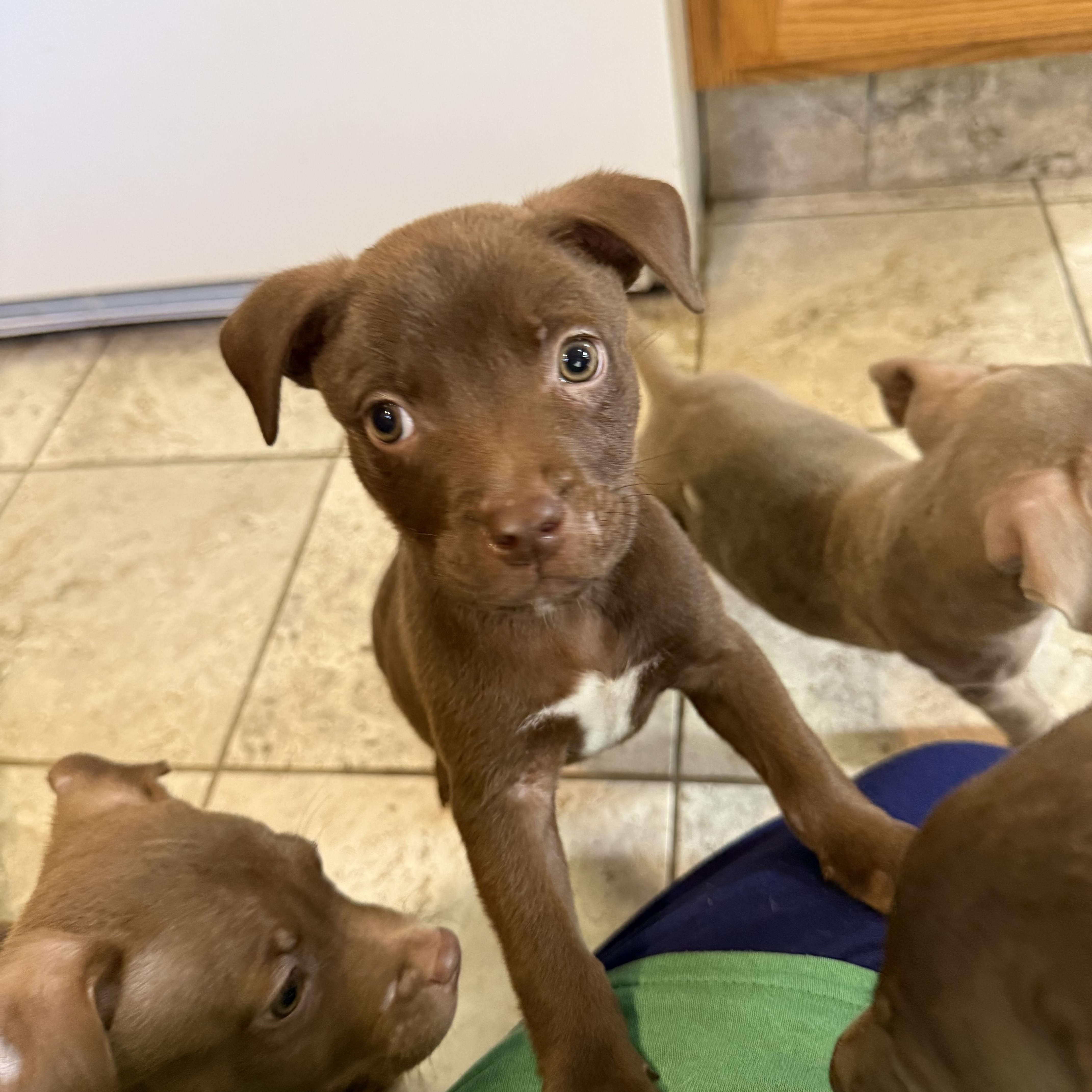 Enlarge Casper, a Adoptable mixed breed in Kentwood, MI image 4/5