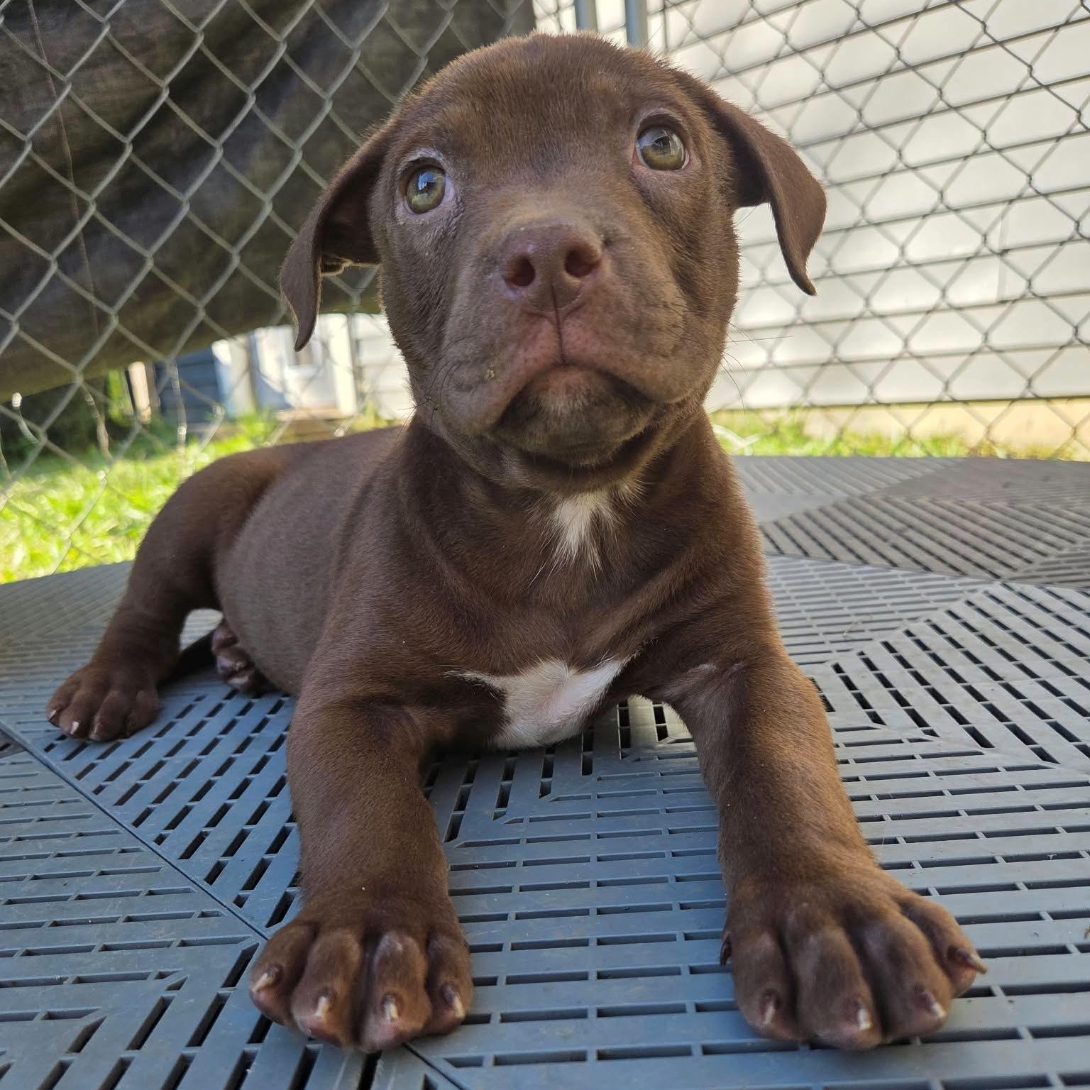 Enlarge Casper, a Adoptable mixed breed in Kentwood, MI image 6/6