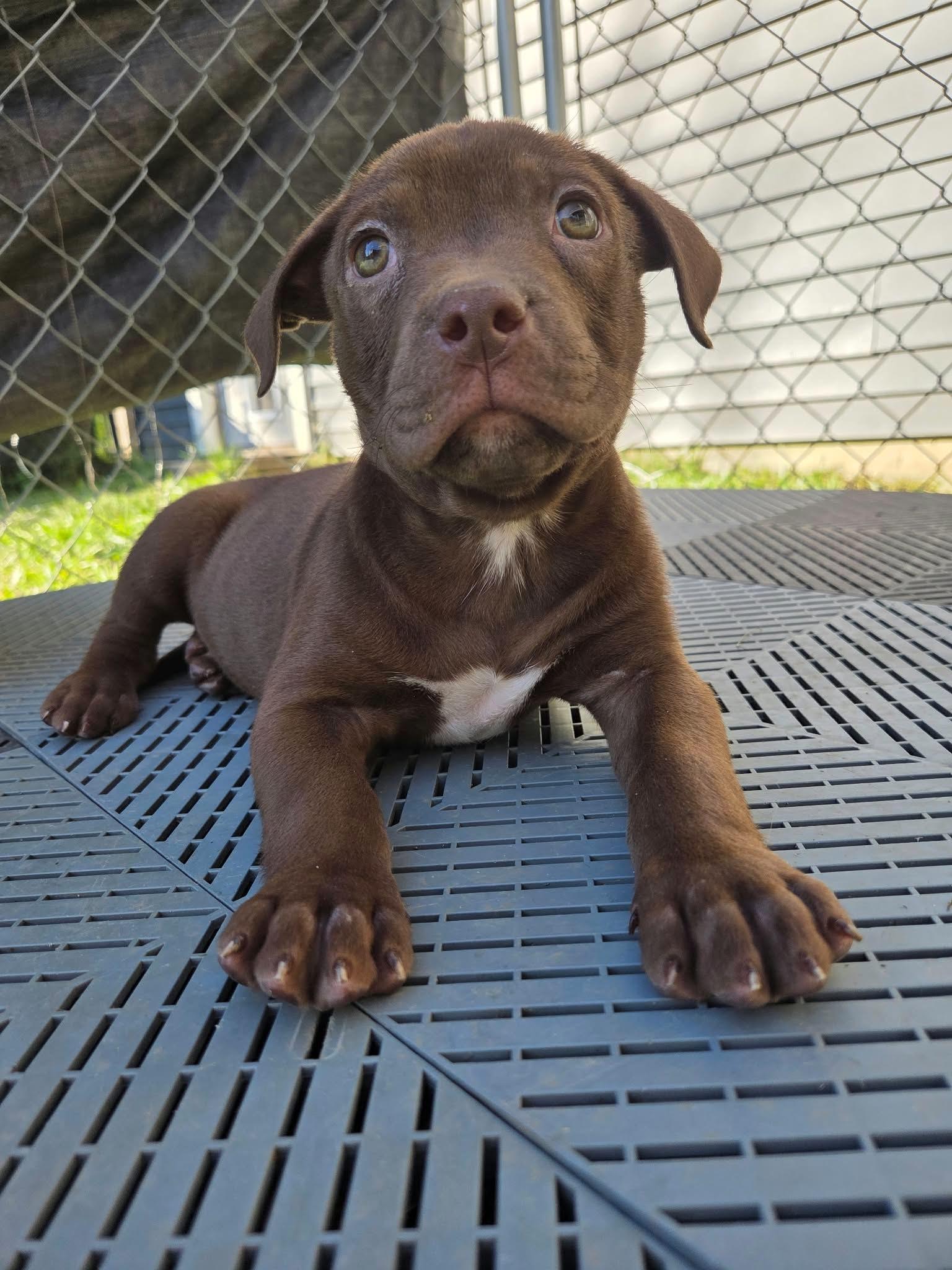 Enlarge Casper, a Adoptable mixed breed in Kentwood, MI image 1/5