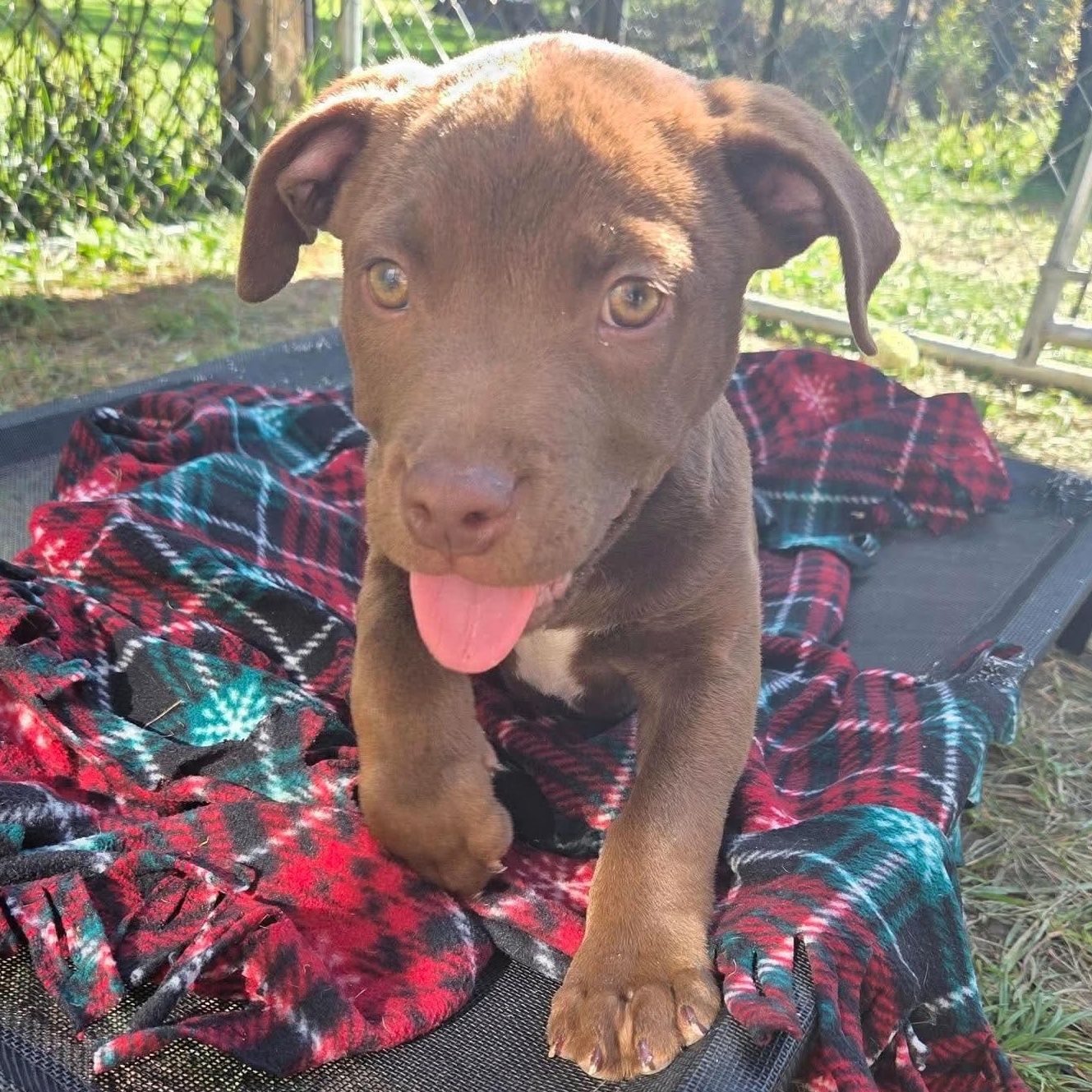 Enlarge Casper, a Adoptable mixed breed in Kentwood, MI image 4/6