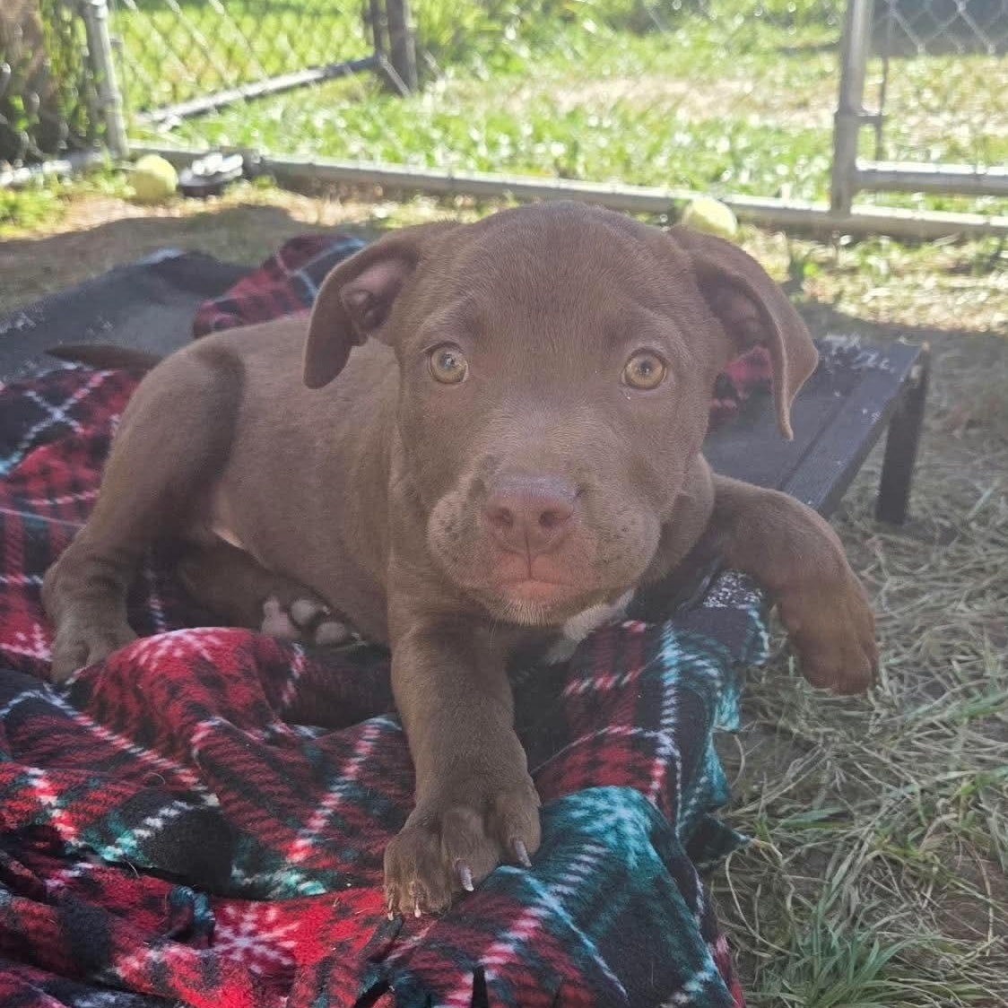 Enlarge Casper, a Adoptable mixed breed in Kentwood, MI image 5/6