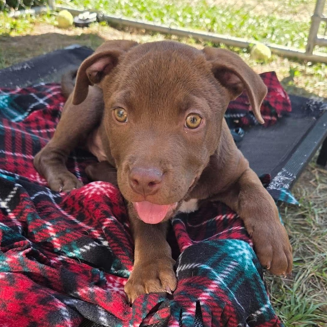 Enlarge Casper, a Adoptable mixed breed in Kentwood, MI image 3/6