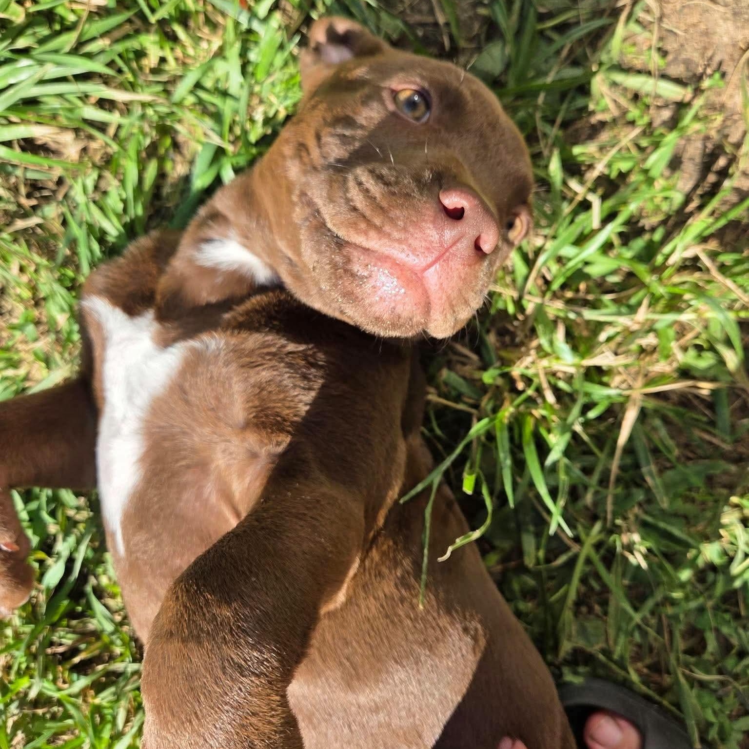 Enlarge Casper, a Adoptable mixed breed in Kentwood, MI image 2/6