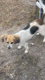 Enlarge Ethel, a Adoptable mixed breed in Bradenton, FL image 1/6