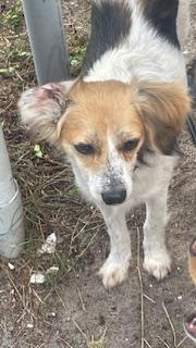 Enlarge Ethel, a Adoptable mixed breed in Bradenton, FL image 2/6