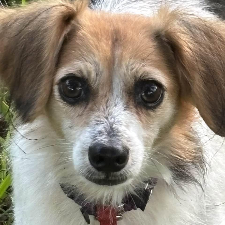 Ethel, Adoptable, Adult Female Beagle & Cavalier King Charles Spaniel.