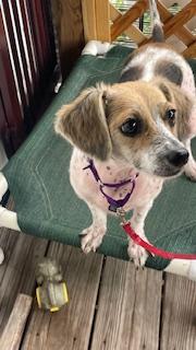 Enlarge Ethel, a Adoptable mixed breed in Bradenton, FL image 3/6