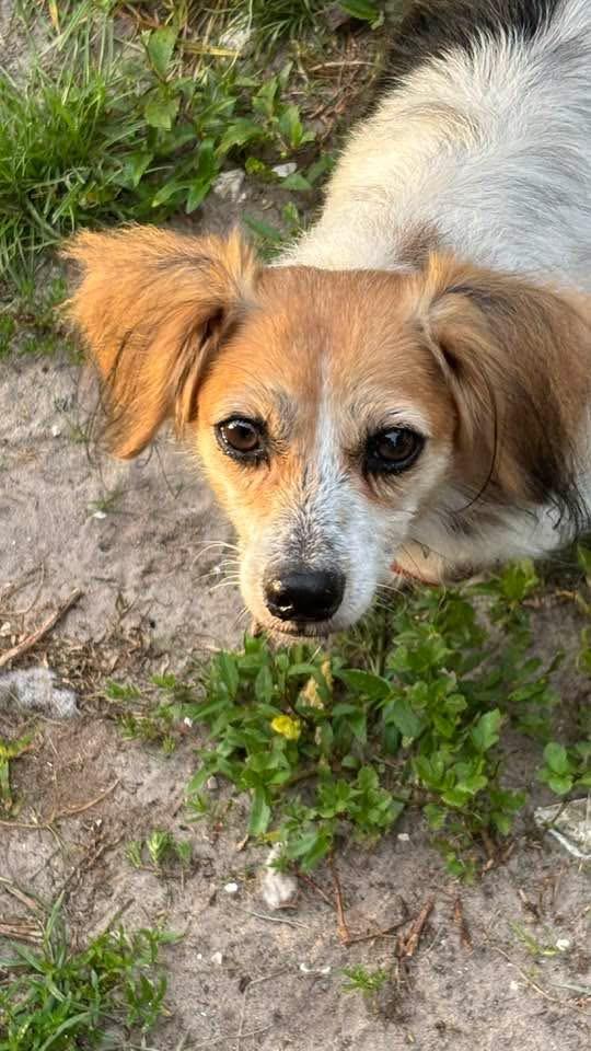 Enlarge Ethel, a Adoptable mixed breed in Bradenton, FL image 2/6