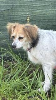 Enlarge Ethel, a Adoptable mixed breed in Bradenton, FL image 3/6