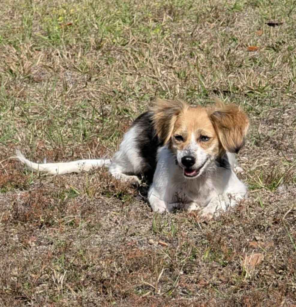 Enlarge Ethel, a Adoptable mixed breed in Bradenton, FL image 4/6