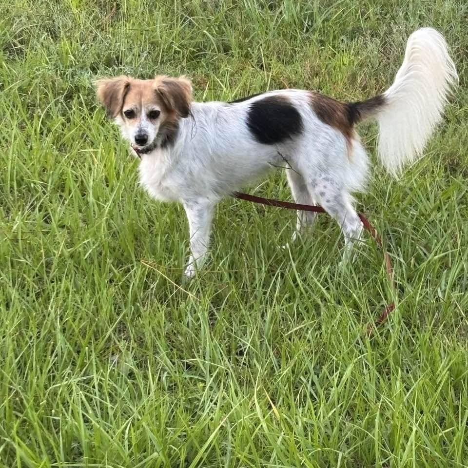 Enlarge Ethel, a Adoptable mixed breed in Bradenton, FL image 4/6