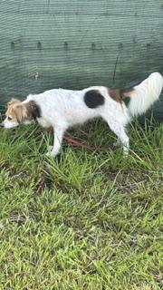 Enlarge Ethel, a Adoptable mixed breed in Bradenton, FL image 5/6