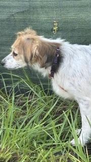 Enlarge Ethel, a Adoptable mixed breed in Bradenton, FL image 6/6