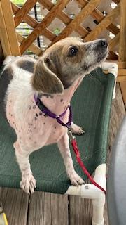 Enlarge Ethel, a Adoptable mixed breed in Bradenton, FL image 6/6