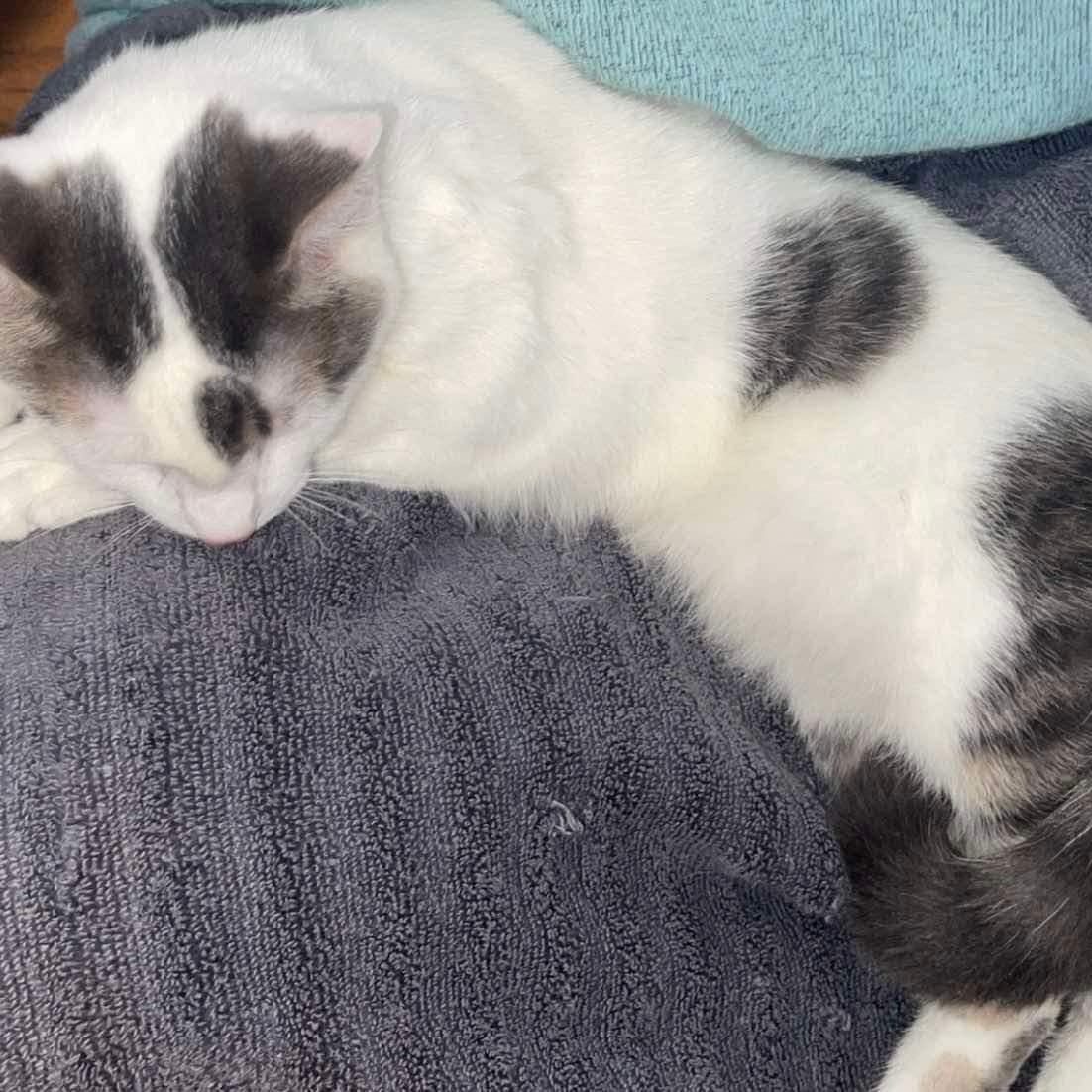 Enlarge Ted, a Adopted Domestic Short Hair in Decatur, AL image 1/4