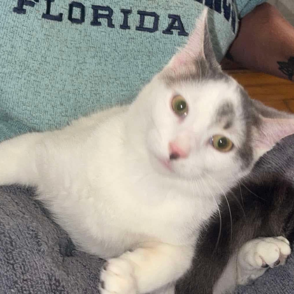 Enlarge Ted, a Adopted Domestic Short Hair in Decatur, AL image 2/4