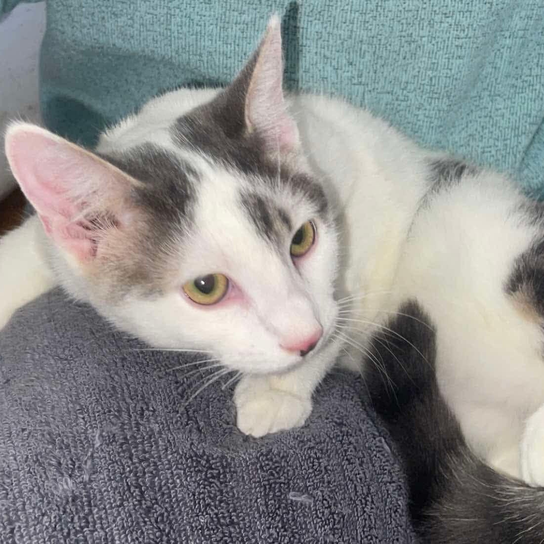 Enlarge Ted, a Adopted Domestic Short Hair in Decatur, AL image 3/4