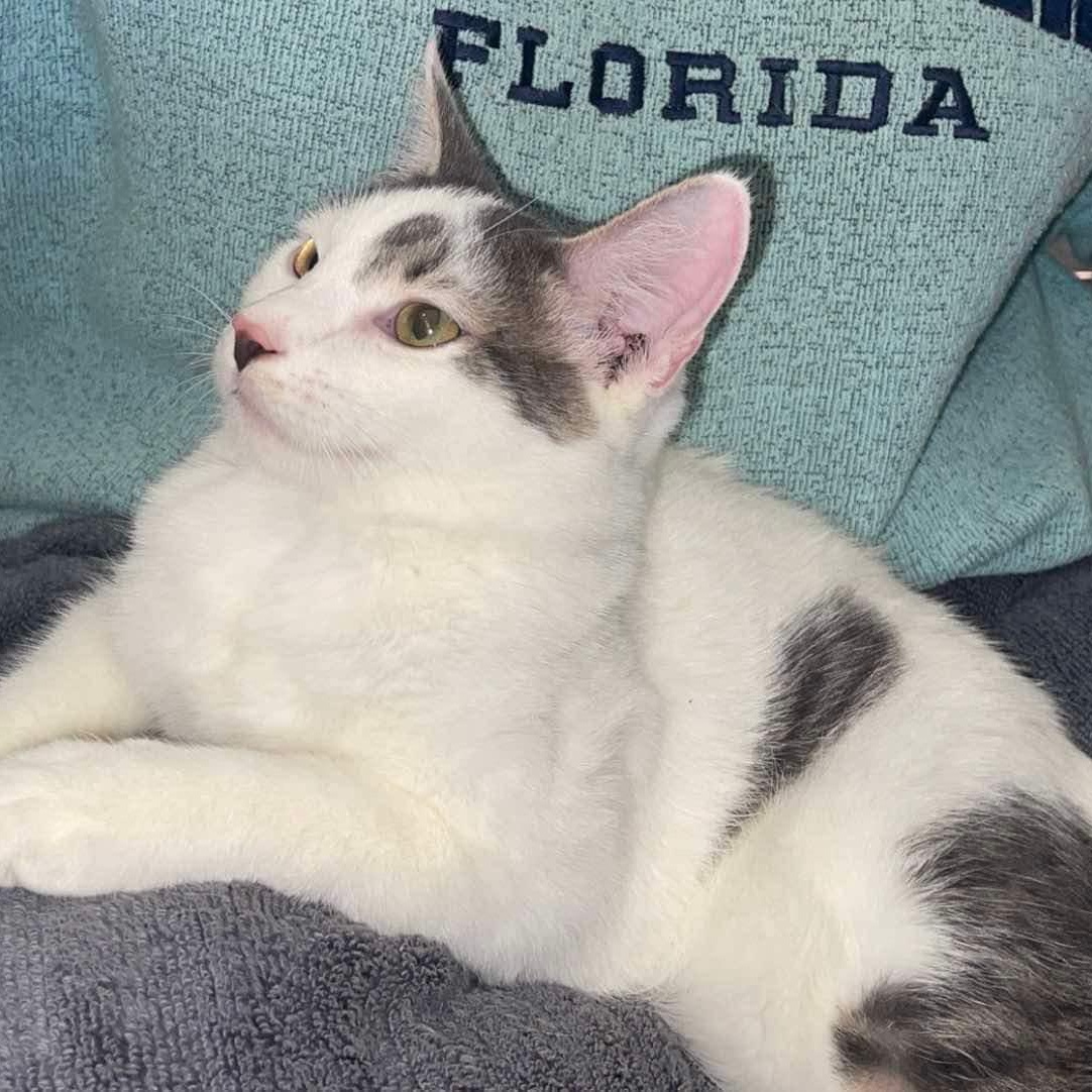 Enlarge Ted, a Adopted Domestic Short Hair in Decatur, AL image 4/4