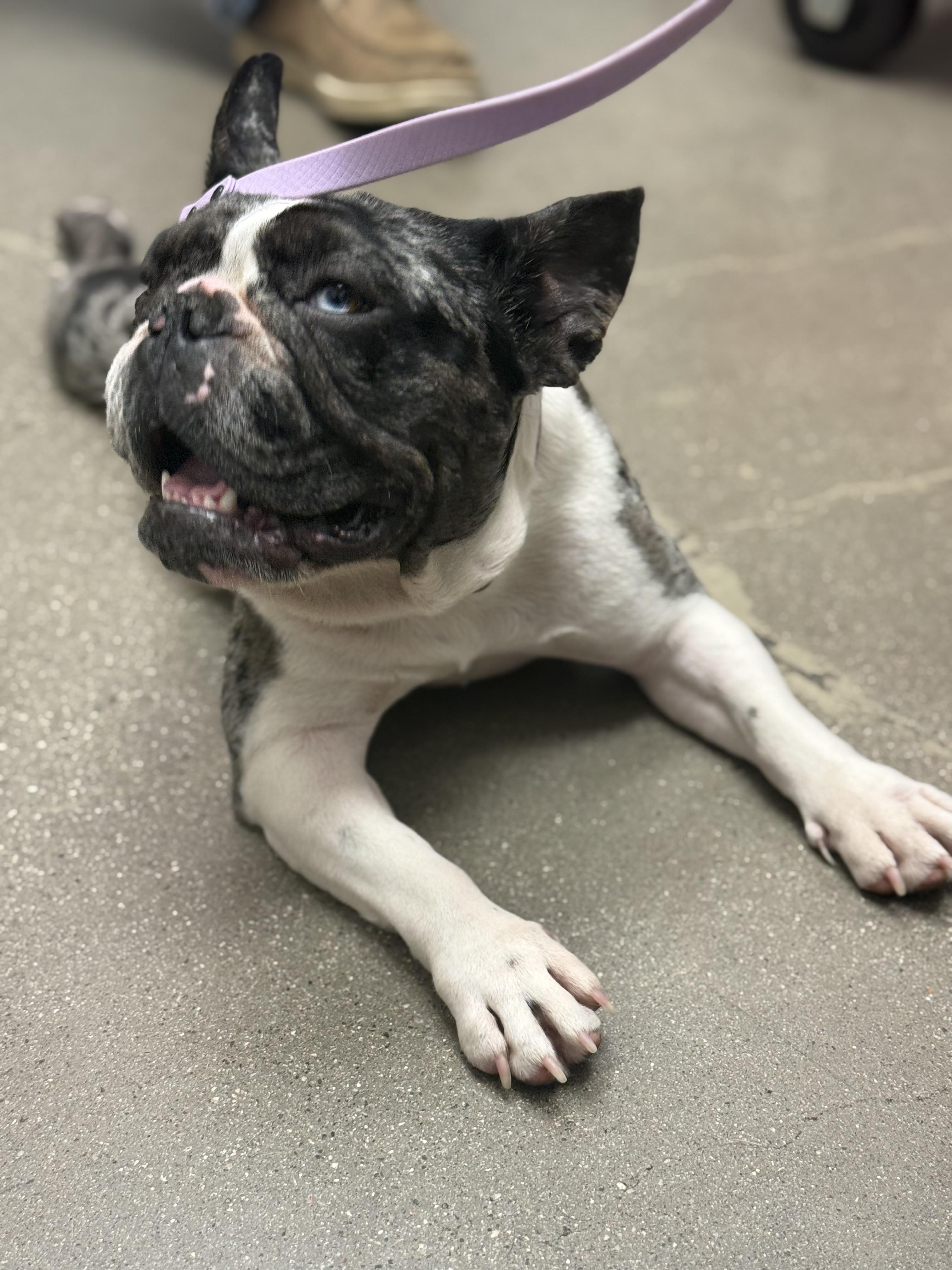 Olive, a Adopted French Bulldog in Mesa, AZ image 1/6