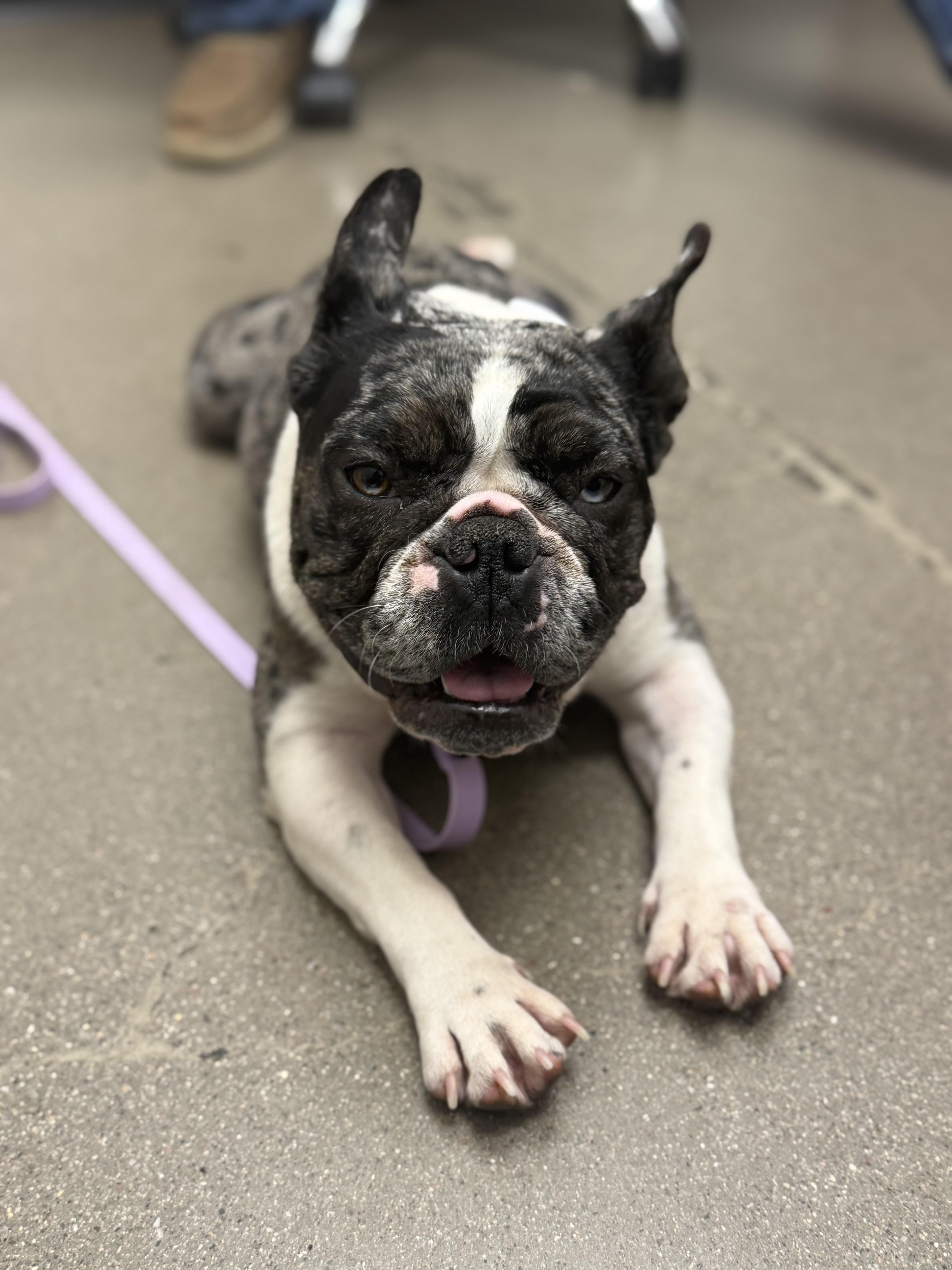 Olive, a Adopted French Bulldog in Mesa, AZ image 2/6