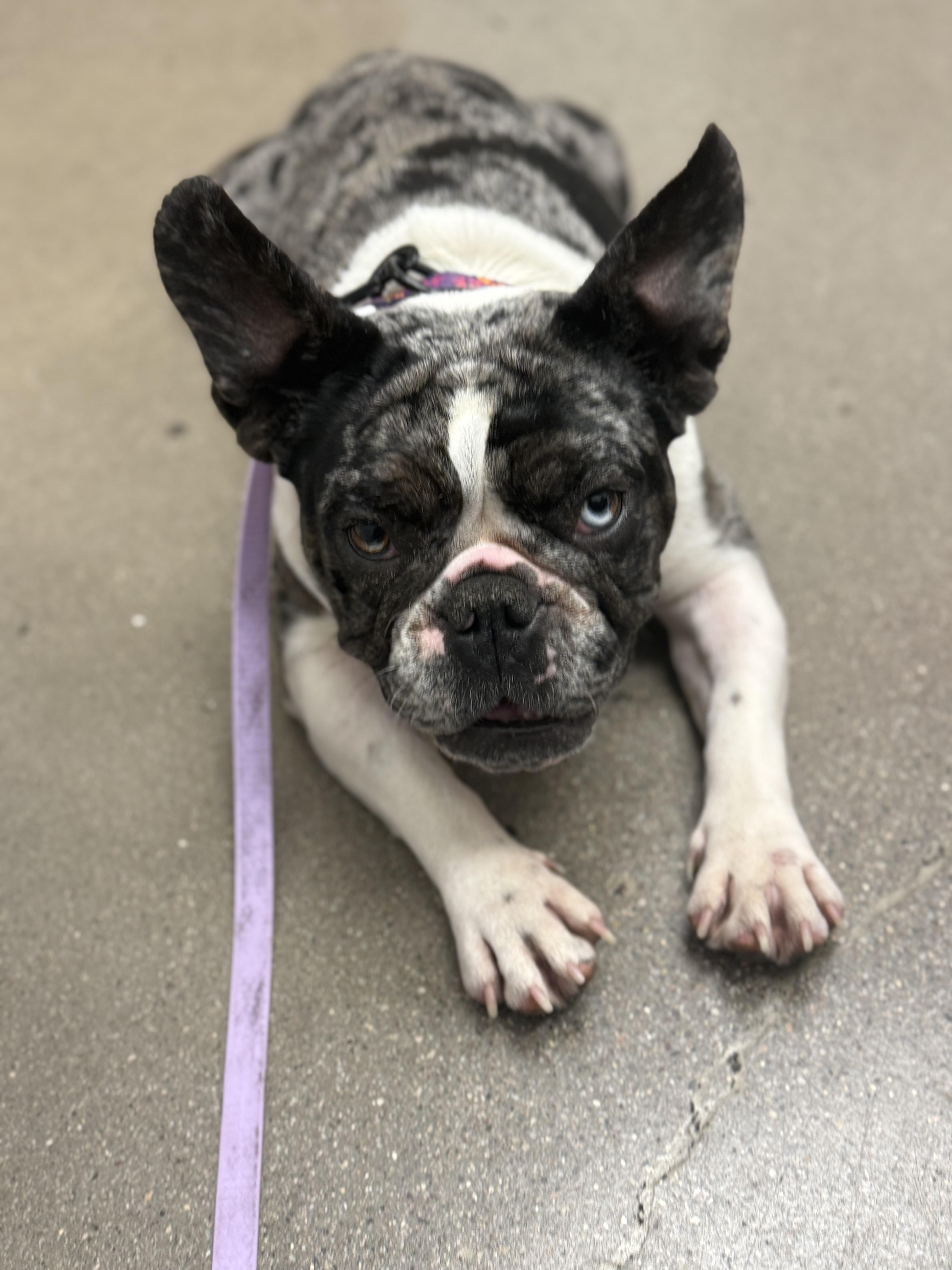 Olive, a Adopted French Bulldog in Mesa, AZ image 4/6