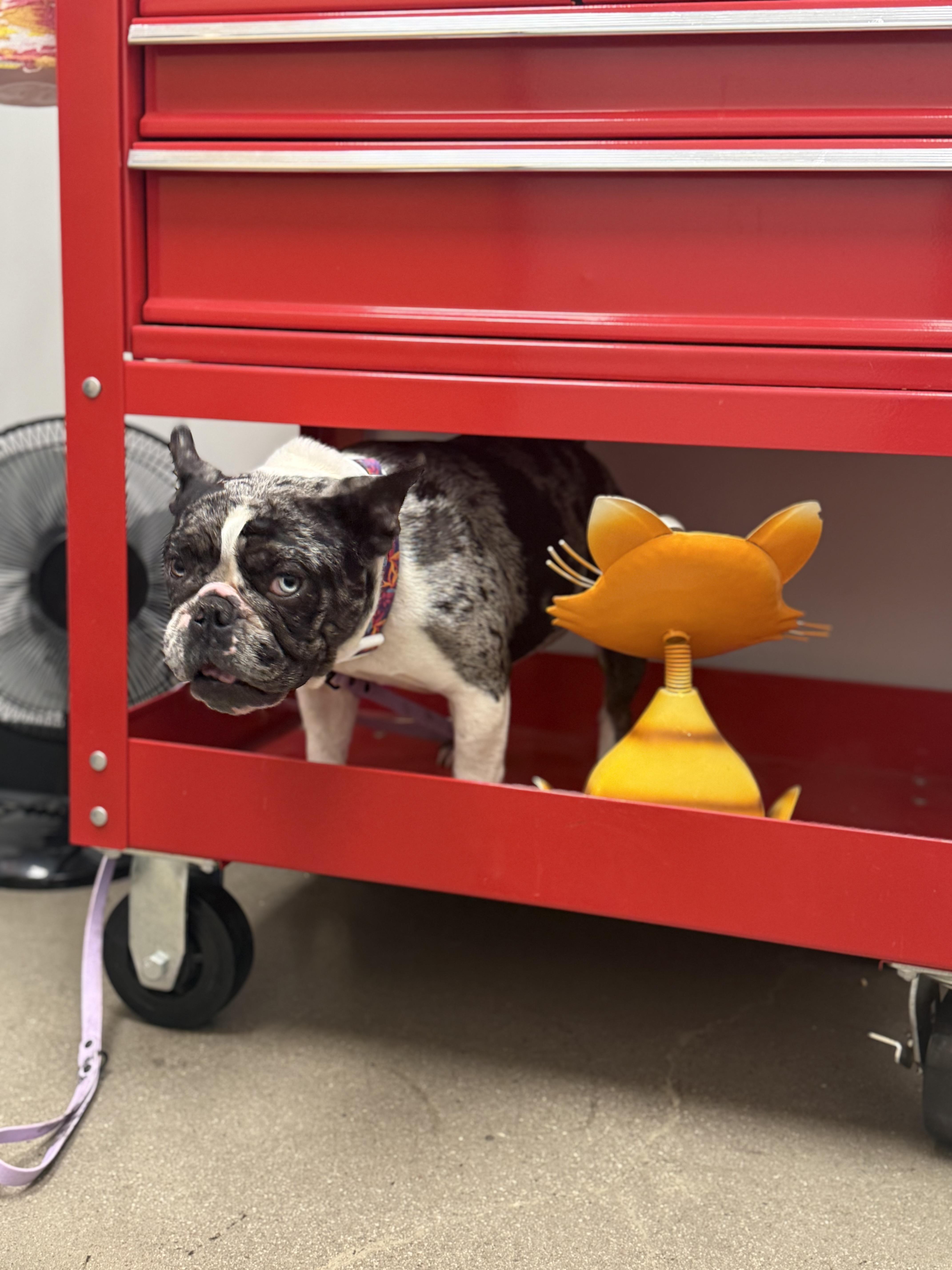 Olive, a Adopted French Bulldog in Mesa, AZ image 5/6