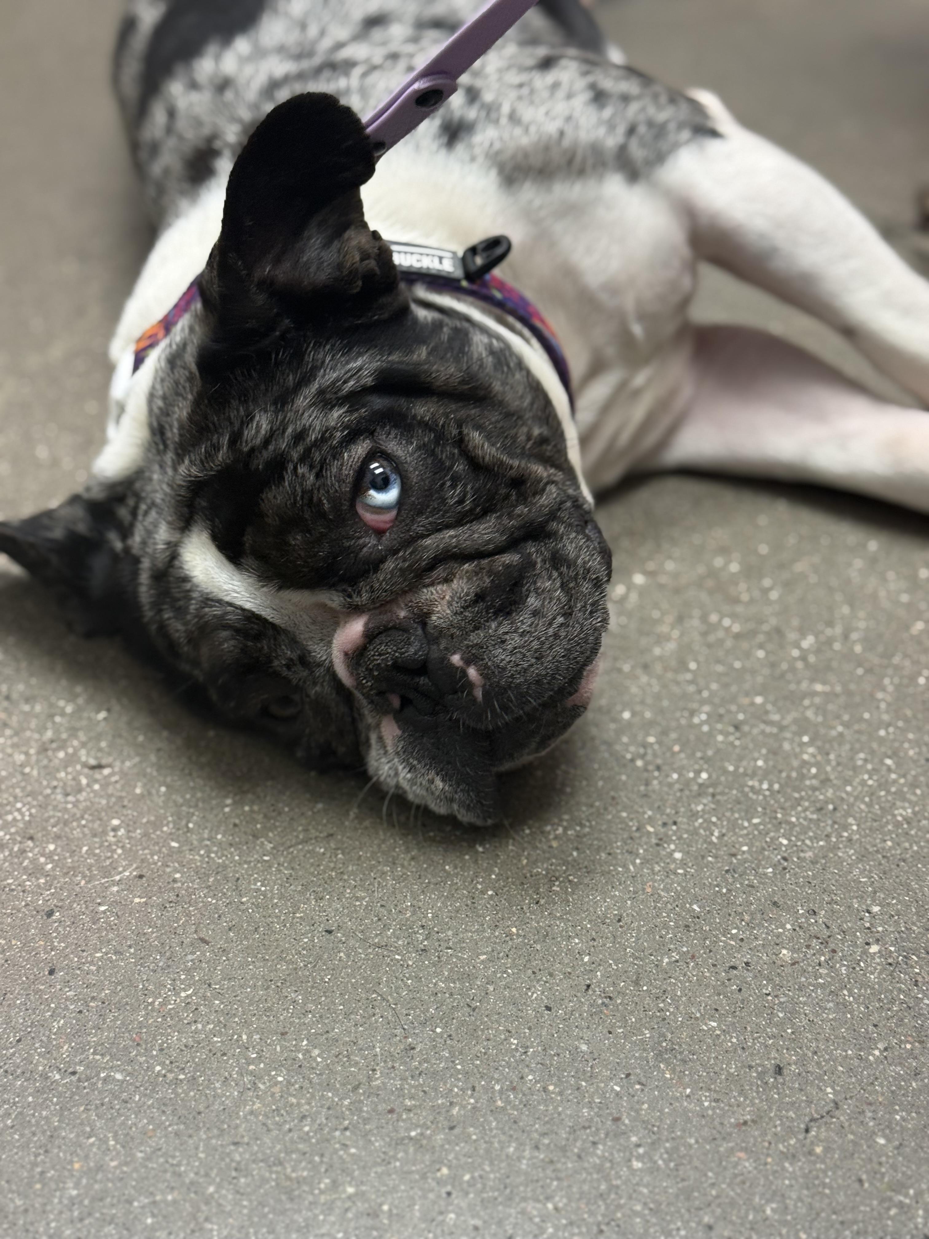 Olive, a Adopted French Bulldog in Mesa, AZ image 6/6