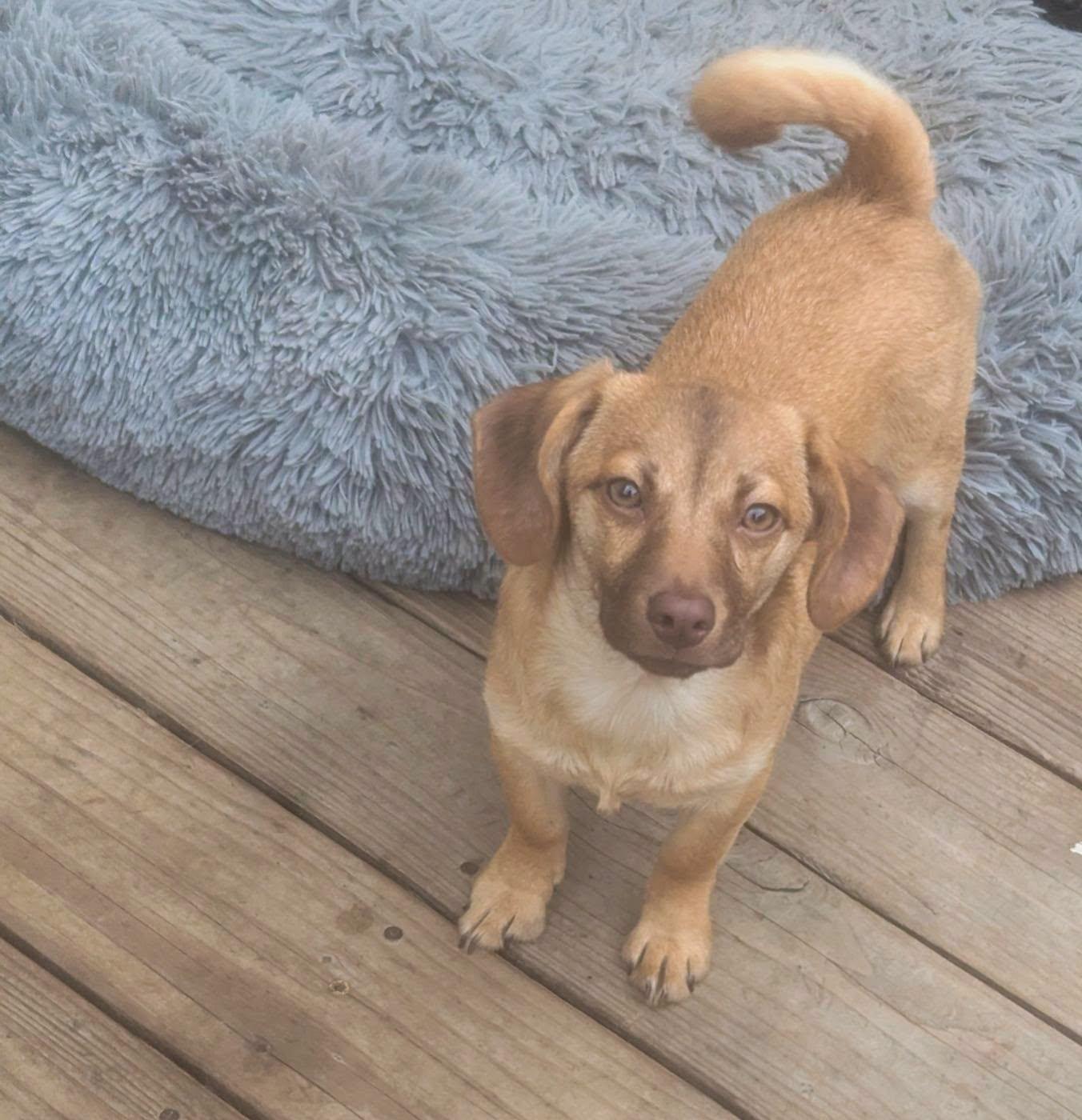 Cagney, a ADOPTABLE mixed breed in Oakland, CA image 3/6