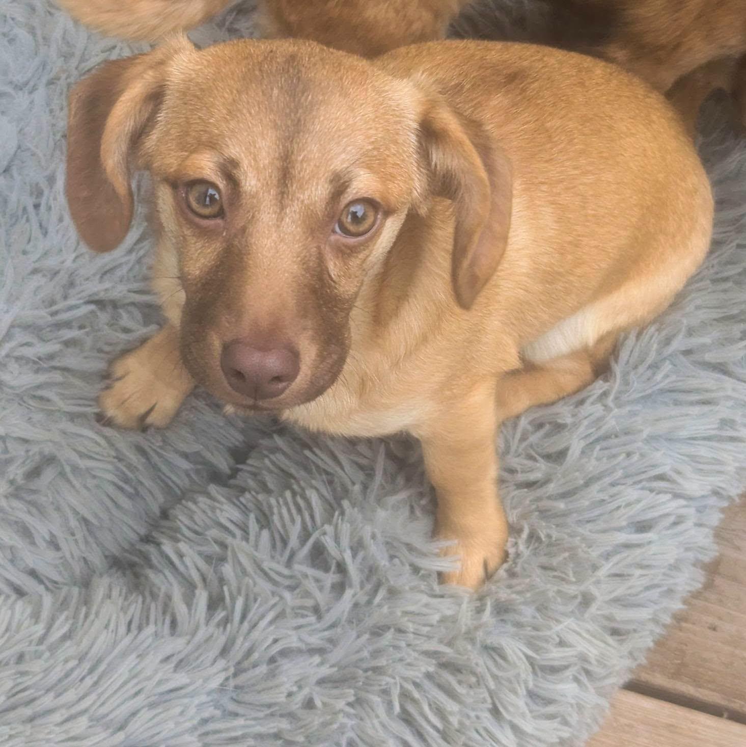 Cagney, a ADOPTABLE mixed breed in Oakland, CA image 6/6