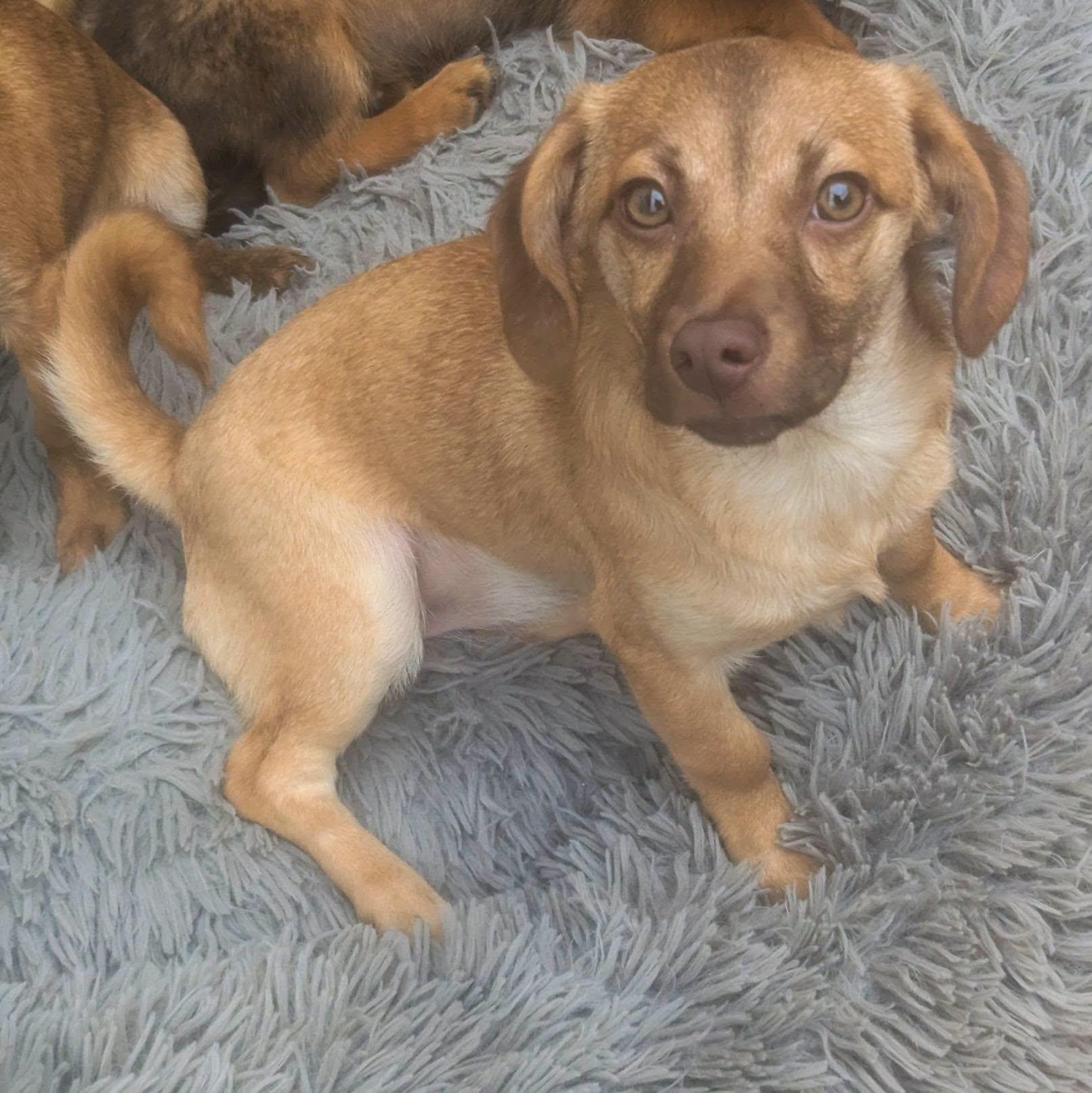 Cagney, a ADOPTABLE mixed breed in Oakland, CA image 1/6