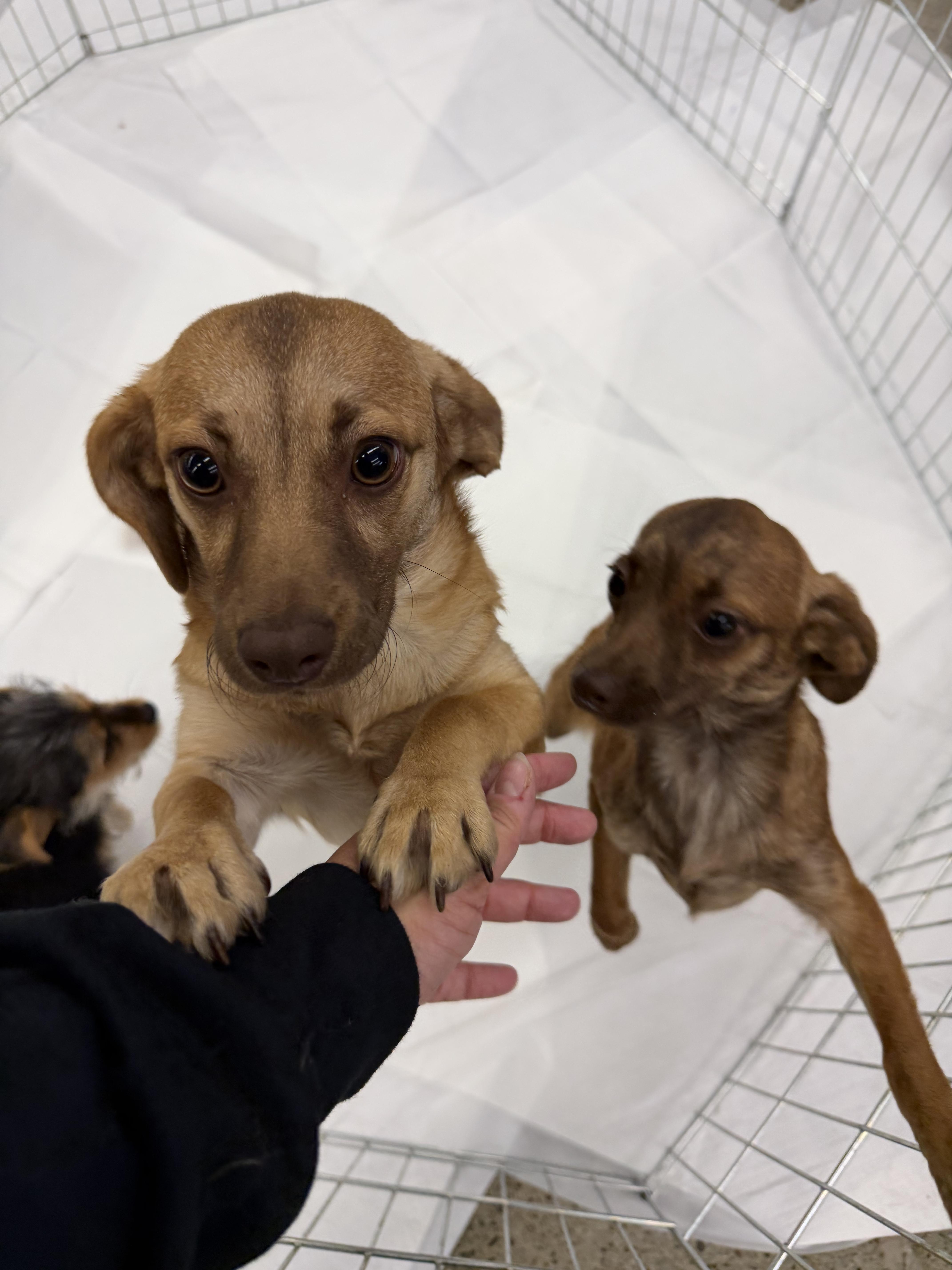 Cagney, a ADOPTABLE mixed breed in Oakland, CA image 2/6