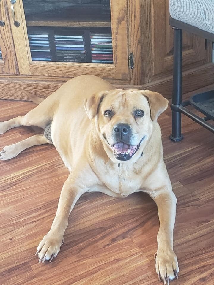 Enlarge Sissy, a Adoptable mixed breed in Holland, MI image 1/8