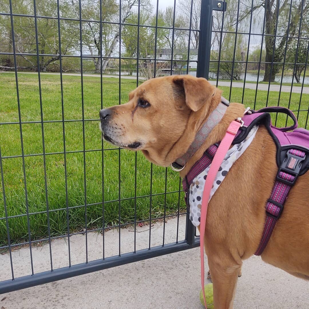 Enlarge Sissy, a Adoptable mixed breed in Holland, MI image 2/8