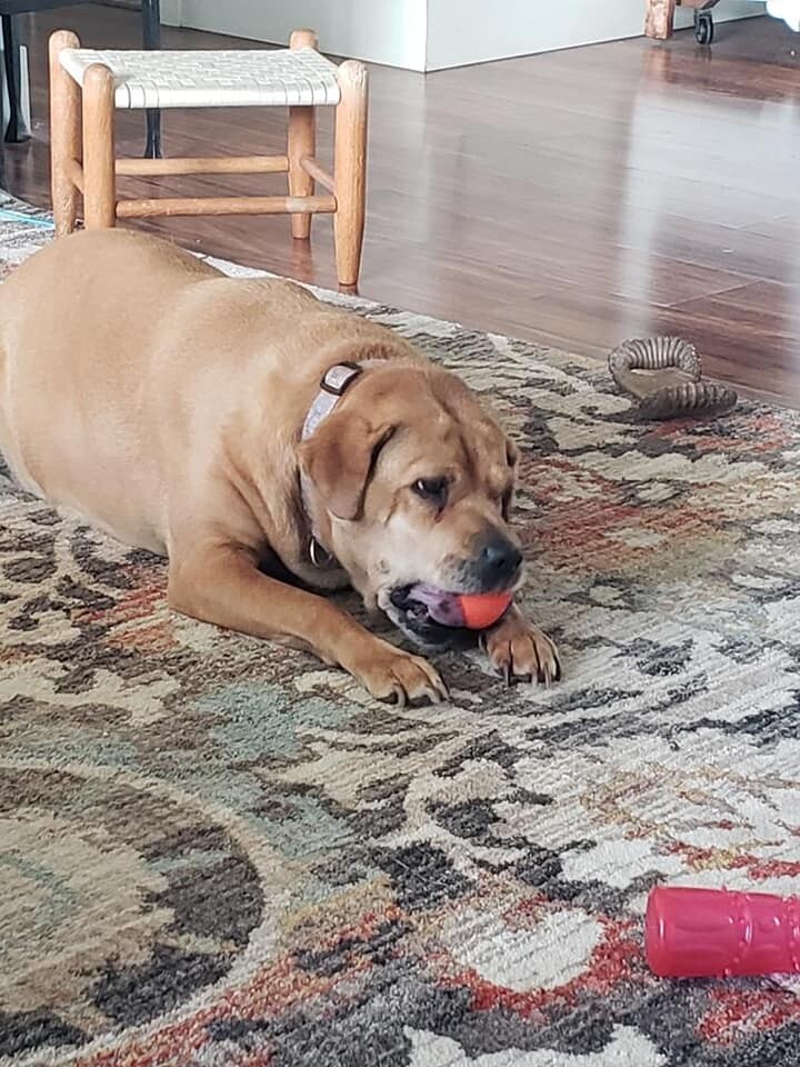 Enlarge Sissy, a Adoptable mixed breed in Holland, MI image 3/8