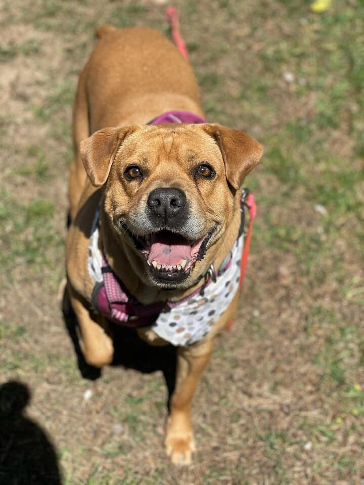 Enlarge Sissy, a Adoptable mixed breed in Holland, MI image 4/8