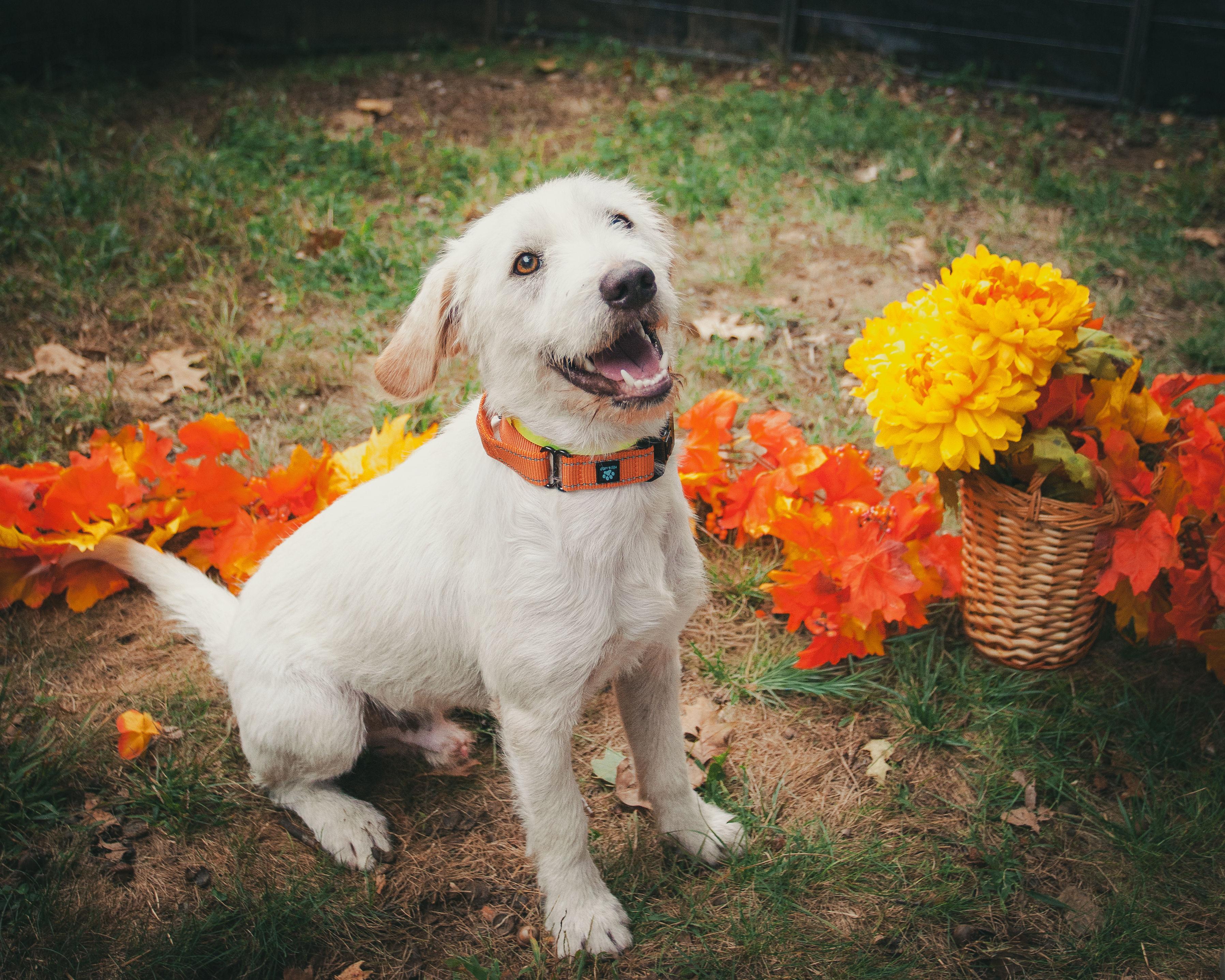 Enlarge Jude, a Adopted mixed breed in Lee, NH image 2/6