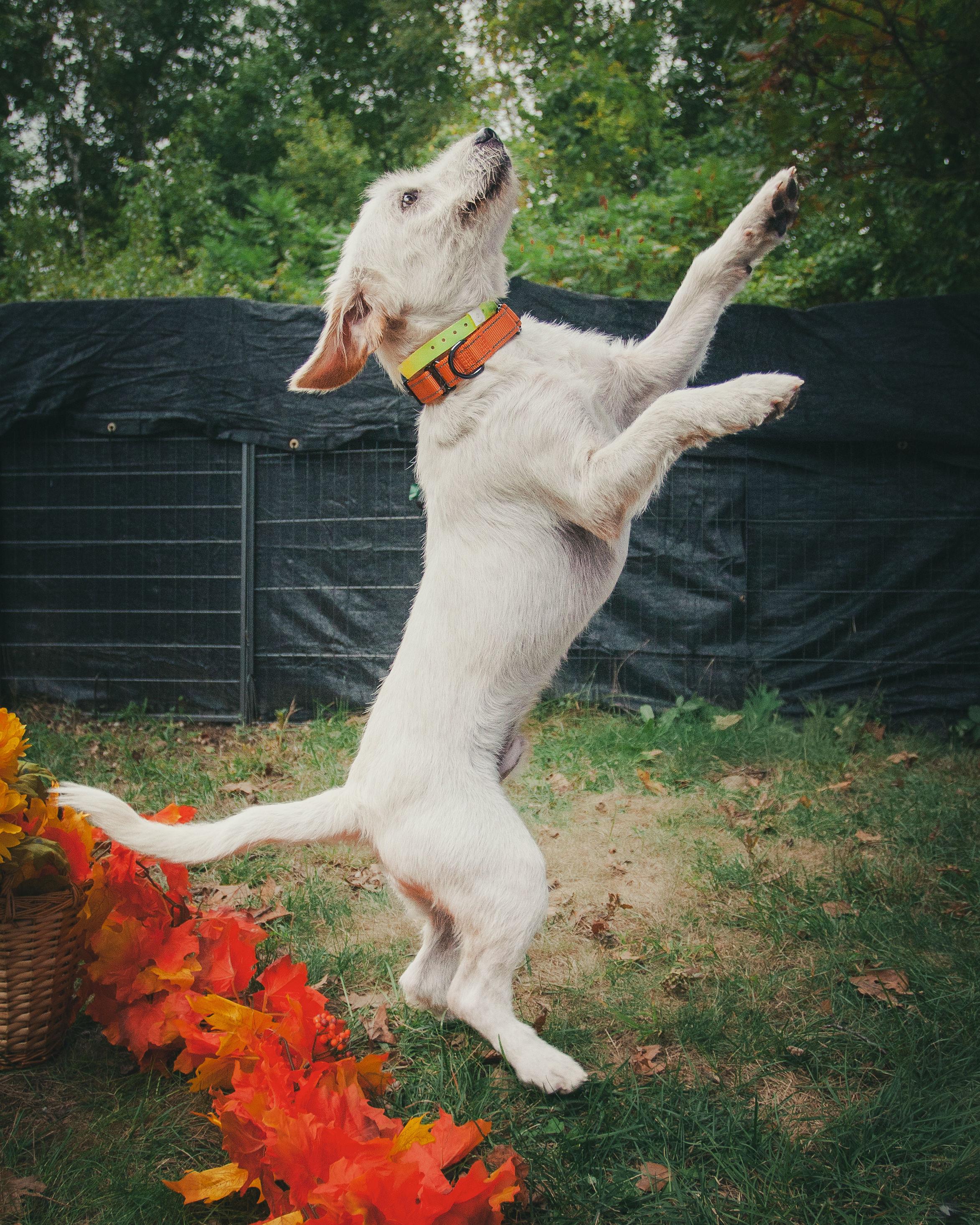 Enlarge Jude, a Adopted mixed breed in Lee, NH image 5/6