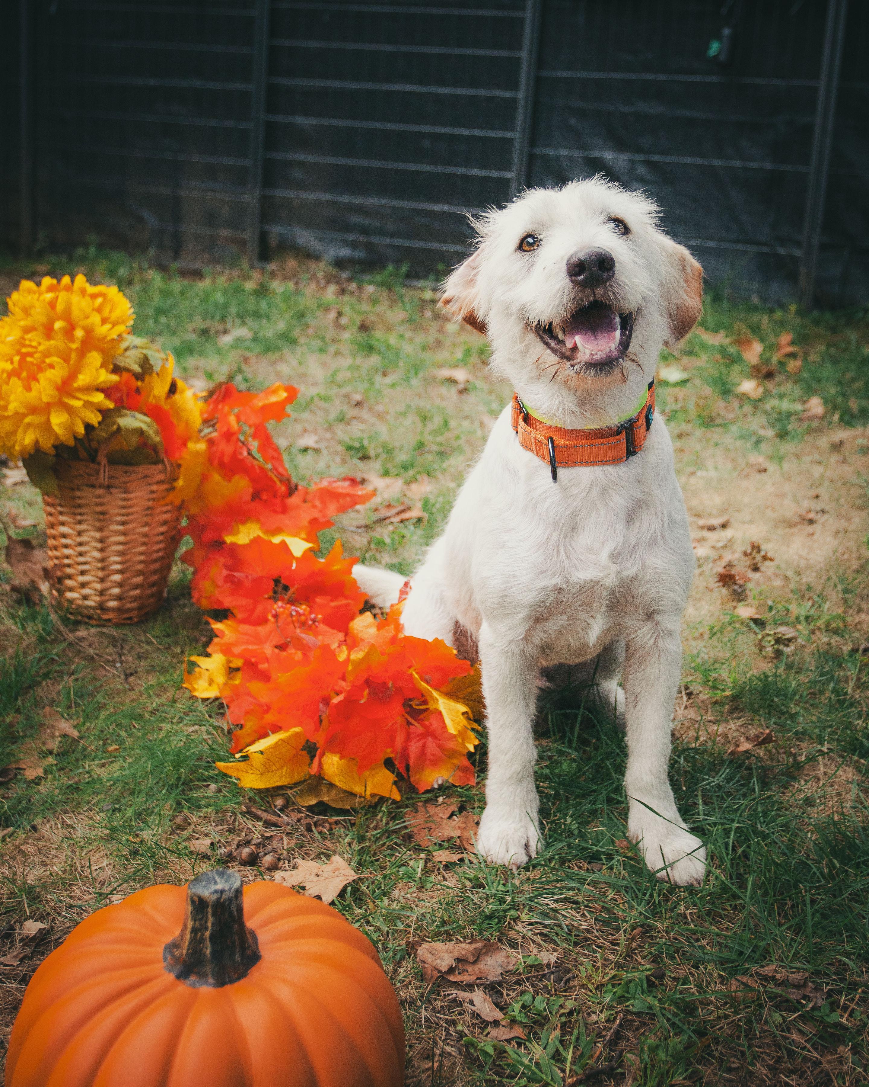 Enlarge Jude, a Adopted mixed breed in Lee, NH image 4/6