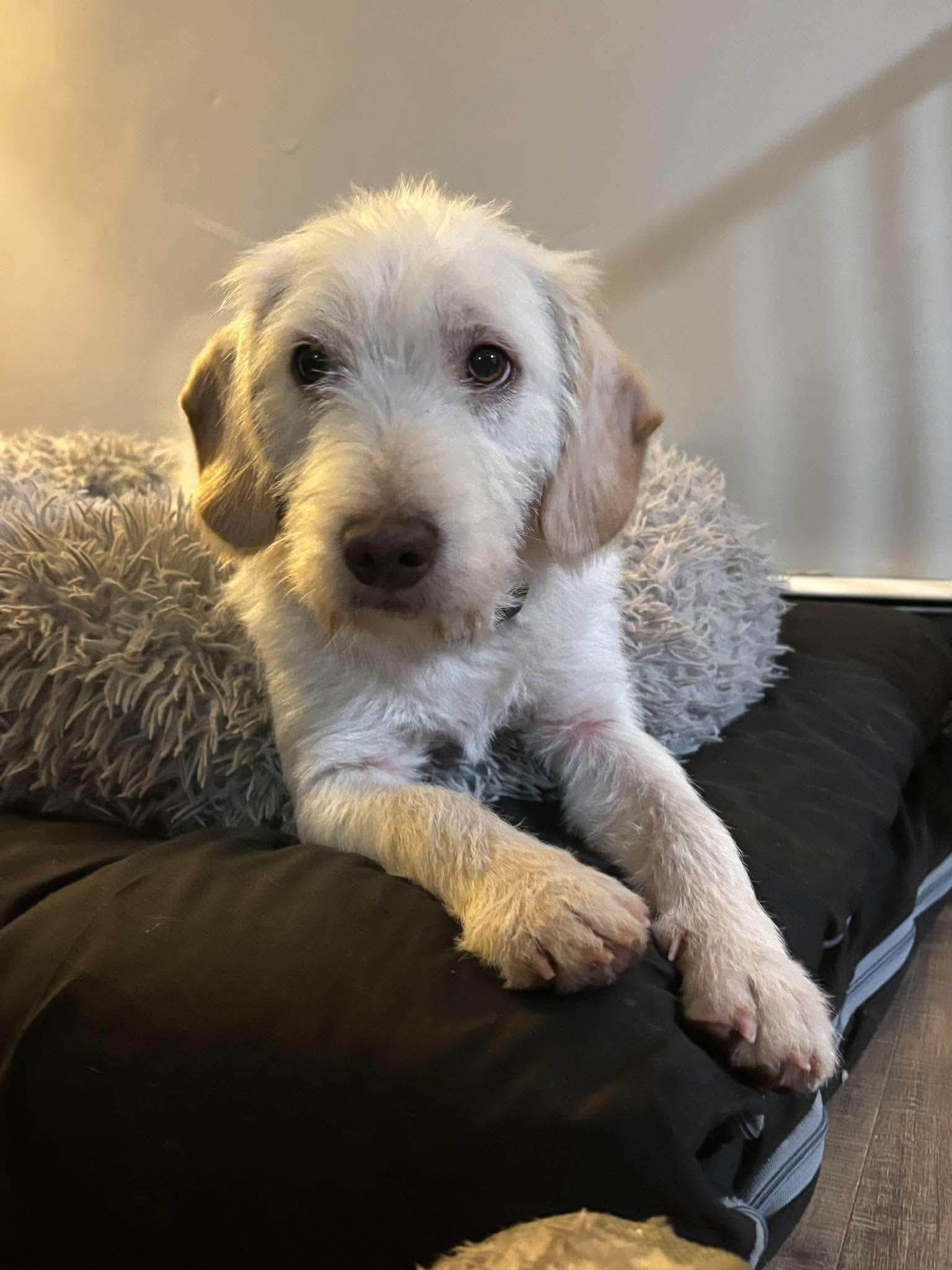 Jude, Adopted, Puppy Male Mixed Breed.