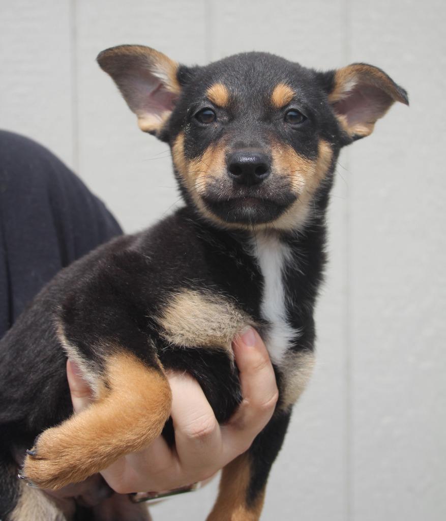 Diego, Adoptable, Puppy Male Miniature Pinscher & Mixed Breed.