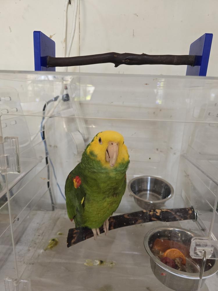Enlarge Winston, a Adoptable Amazon in Vadnais Heights, MN image 1/2