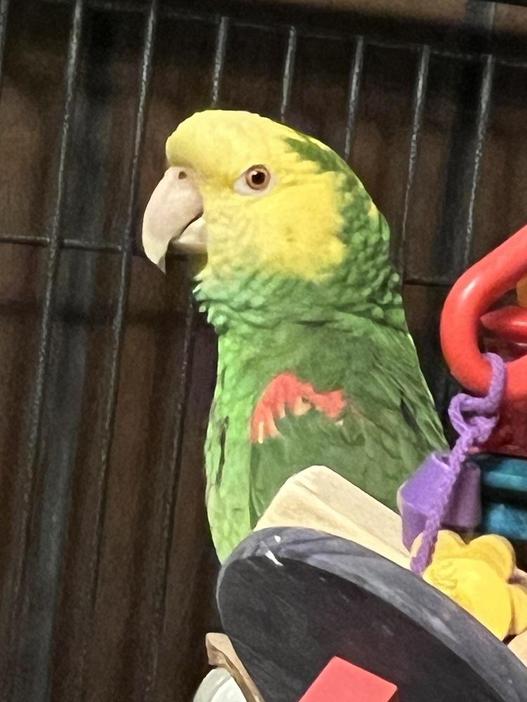 Enlarge Winston, a Adoptable Amazon in Vadnais Heights, MN image 2/2