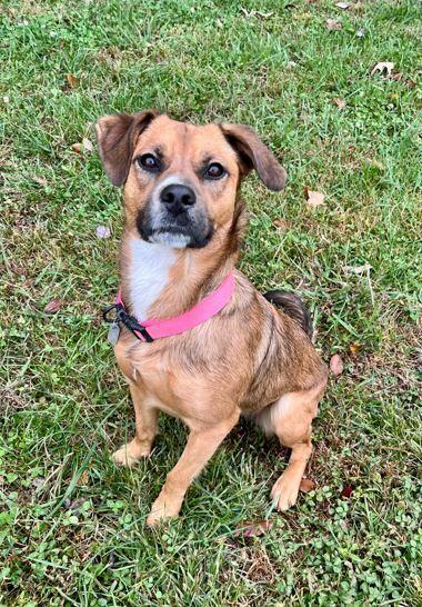 Nova, Adoptable, Adult Female Boxer & Retriever.