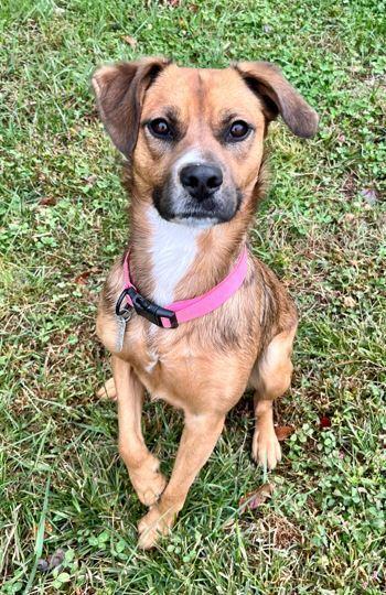 Enlarge Nova, a Adoptable mixed breed in Mocksville, NC image 2/5